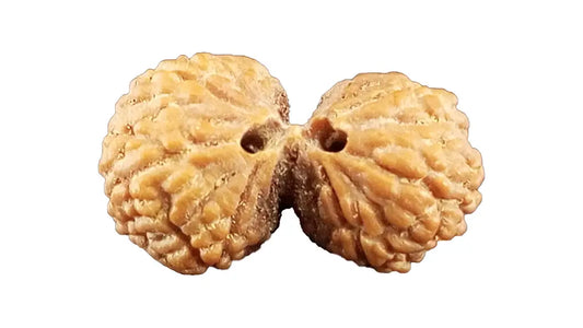 8 Mukhi Gauri Shankar Rudraksha