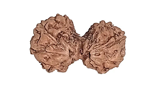 9 Mukhi Gauri Shankar Rudraksha