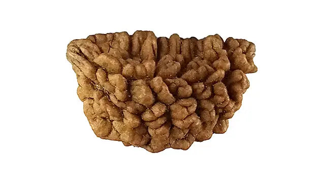 1 Mukhi Rudraksha