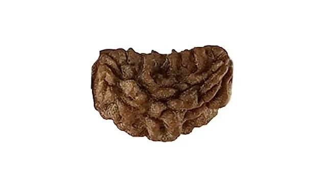 1 Mukhi Rudraksha