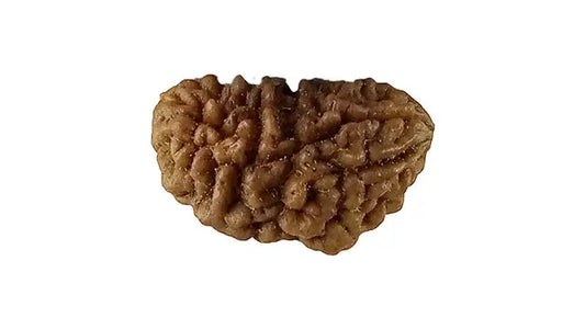 1 Mukhi Rudraksha