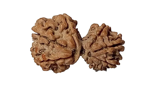 Garbh Gauri Rudraksha