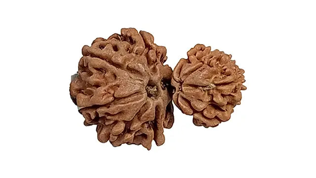 Garbh Gauri Rudraksha