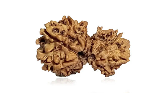 Garbh Gauri Rudraksha