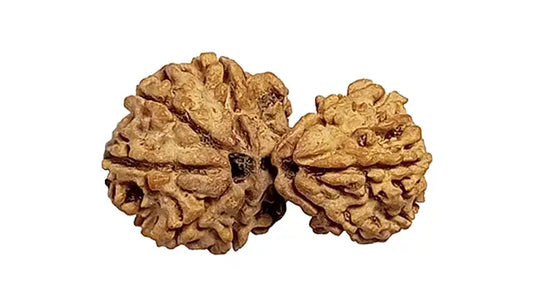 Garbh Gauri Rudraksha