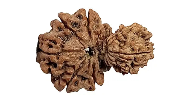 Garbh Gauri Rudraksha