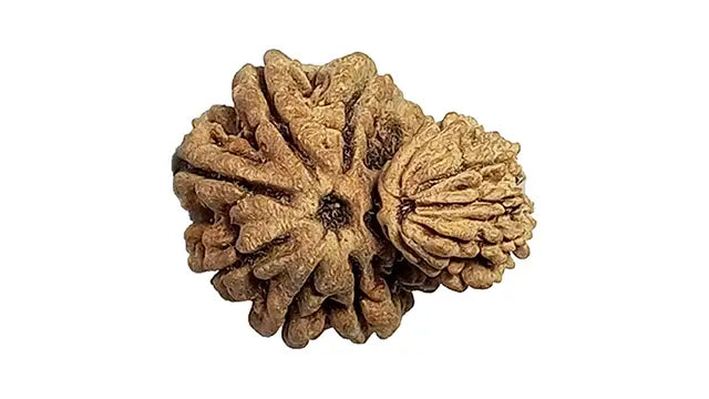 Garbh Gauri Rudraksha