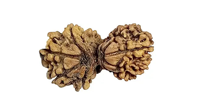 Garbh Gauri Rudraksha