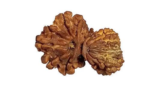 Garbh Gauri Rudraksha