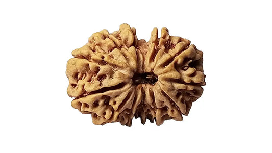 12 Mukhi Gauri Shankar Rudraksha