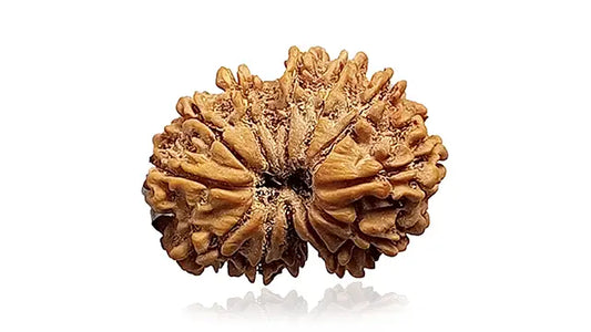 12 Mukhi Gauri Shankar Rudraksha