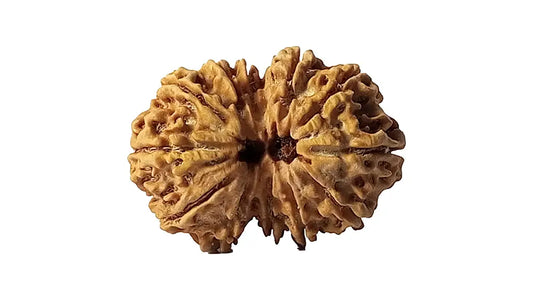 12 Mukhi Gauri Shankar Rudraksha