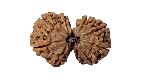 9 Mukhi Gauri Shankar Rudraksha