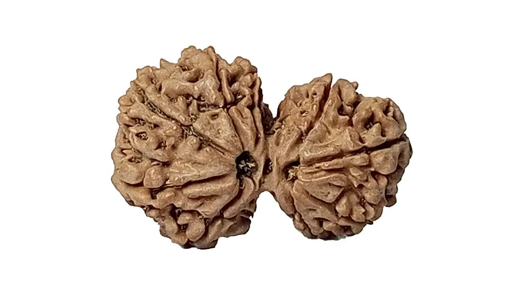 9 Mukhi Gauri Shankar Rudraksha
