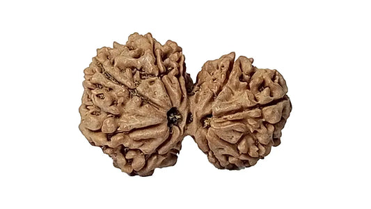 9 Mukhi Gauri Shankar Rudraksha