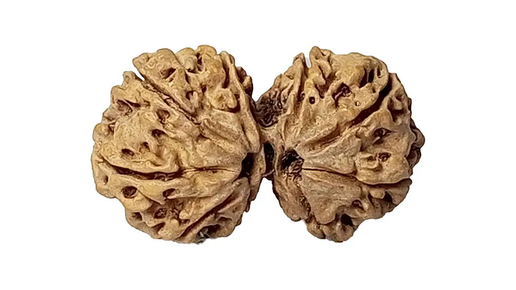 9 Mukhi Gauri Shankar Rudraksha