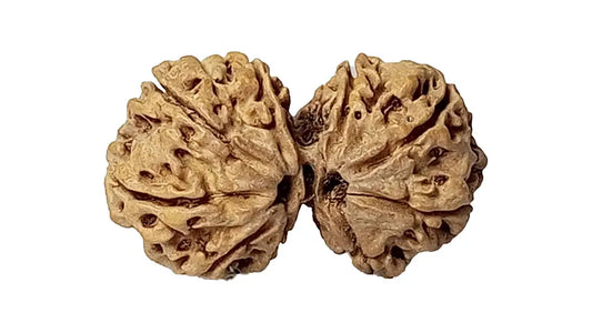 9 Mukhi Gauri Shankar Rudraksha
