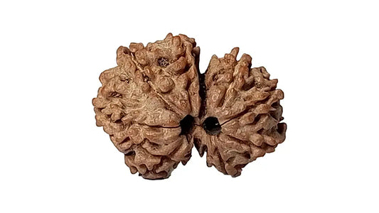 9 Mukhi Gauri Shankar Rudraksha