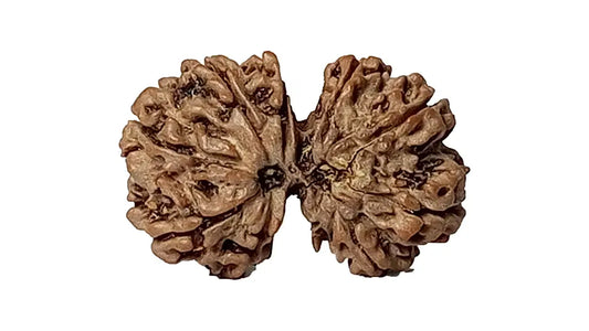9 Mukhi Gauri Shankar Rudraksha