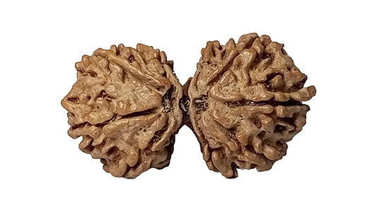 9 Mukhi Gauri Shankar Rudraksha