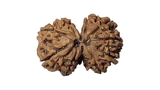 9 Mukhi Gauri Shankar Rudraksha