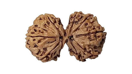 9 Mukhi Gauri Shankar Rudraksha