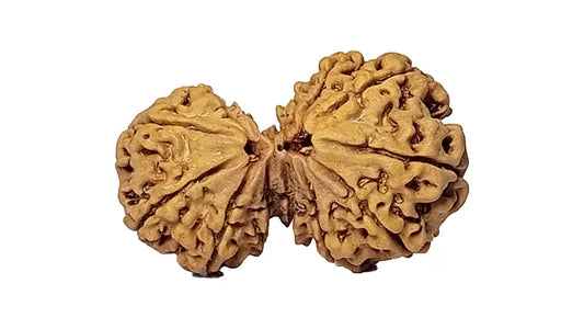14 Mukhi Gauri Shankar Rudraksha
