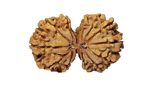 14 Mukhi Gauri Shankar Rudraksha