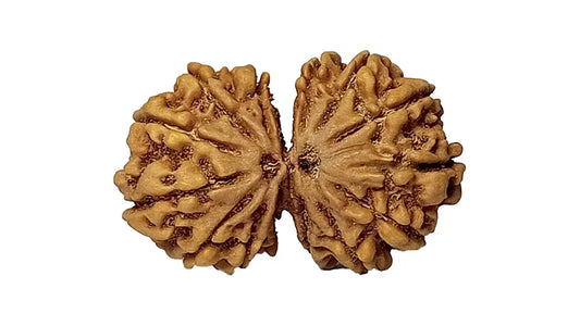 14 Mukhi Gauri Shankar Rudraksha