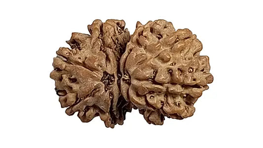 9 Mukhi Gauri Shankar Rudraksha