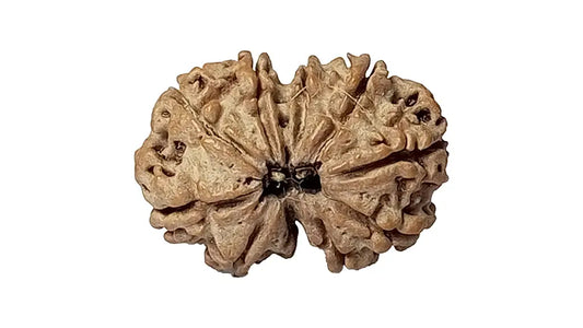 9 Mukhi Gauri Shankar Rudraksha