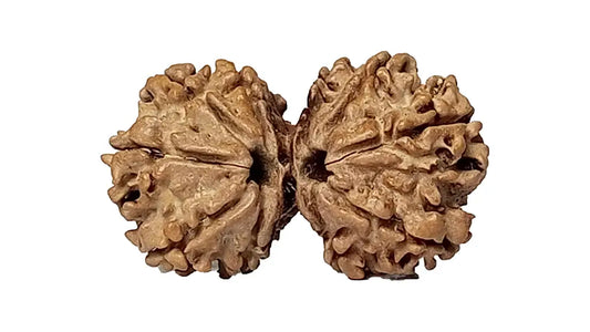 10 Mukhi Gauri Shankar Rudraksha