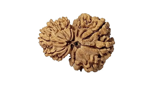 10 Mukhi Gauri Shankar Rudraksha