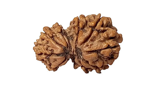 10 Mukhi Gauri Shankar Rudraksha