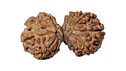 10 Mukhi Gauri Shankar Rudraksha