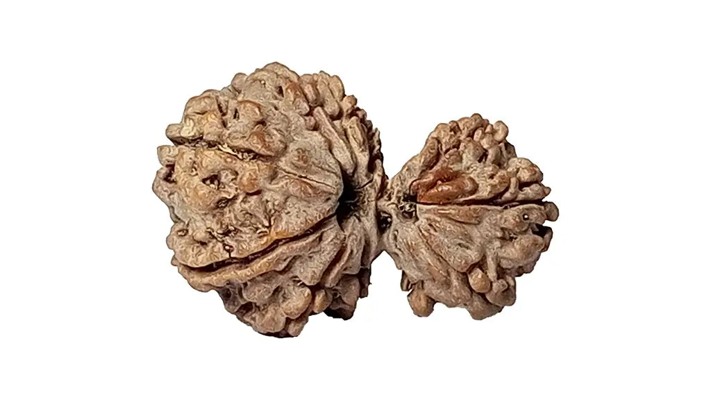 10 Mukhi Gauri Shankar Rudraksha