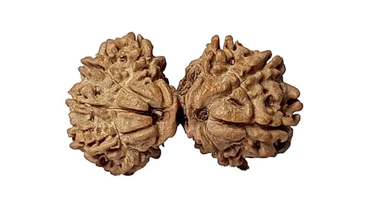 10 Mukhi Gauri Shankar Rudraksha