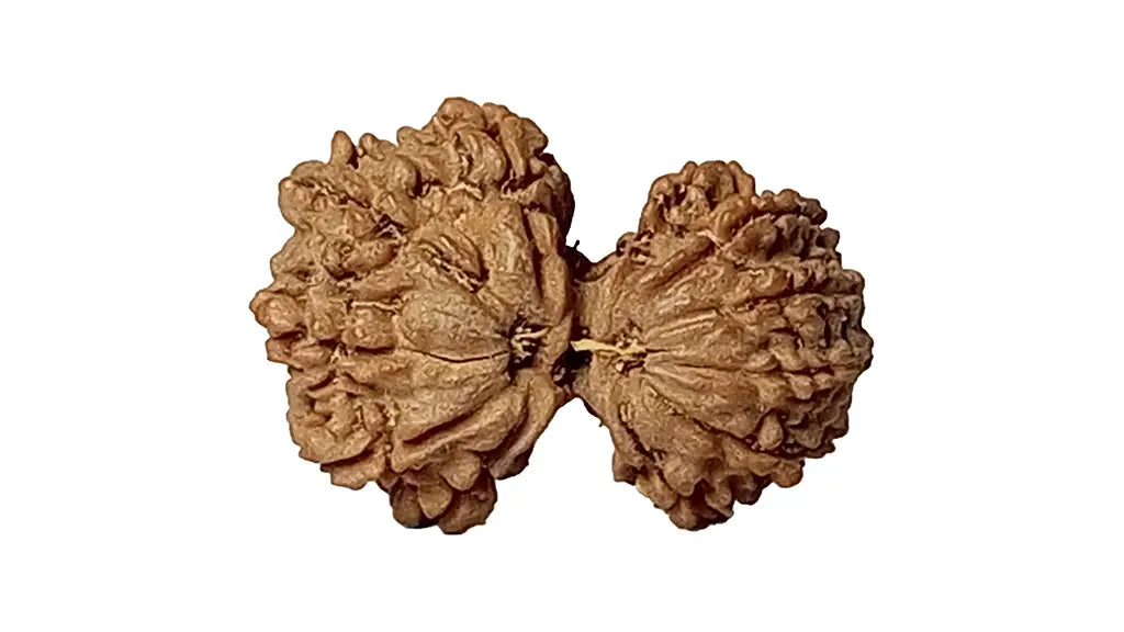11 Mukhi Gauri Shankar Rudraksha
