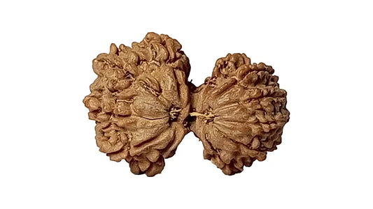 11 Mukhi Gauri Shankar Rudraksha