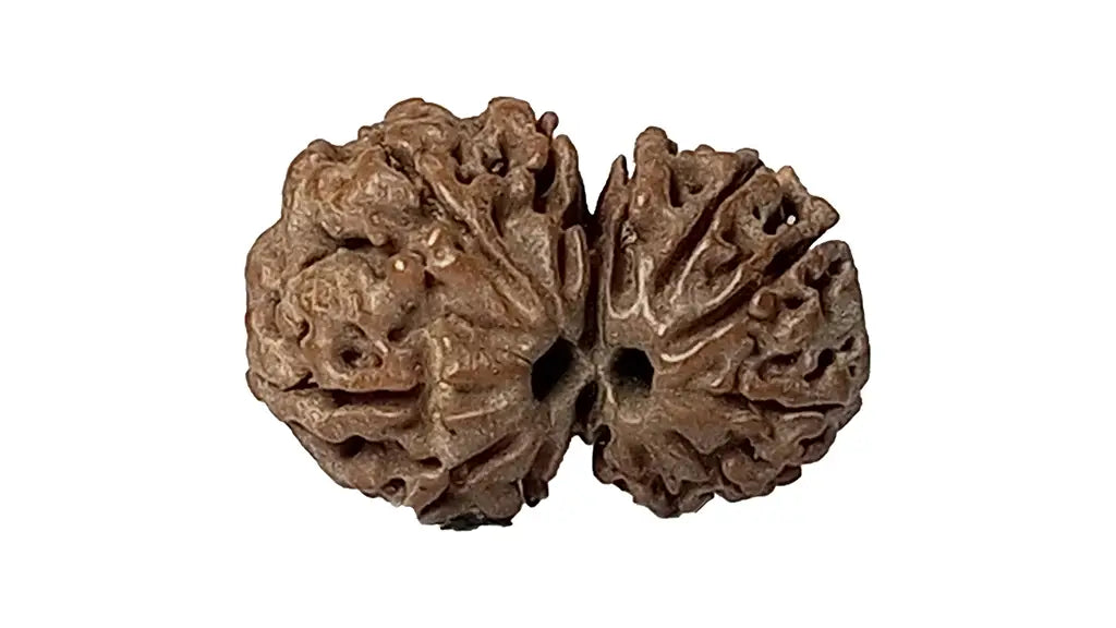 11 Mukhi Gauri Shankar Rudraksha