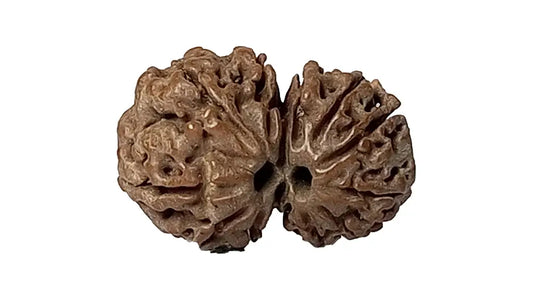 11 Mukhi Gauri Shankar Rudraksha
