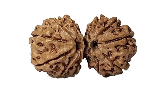11 Mukhi Gauri Shankar Rudraksha