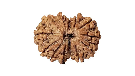 11 Mukhi Gauri Shankar Rudraksha