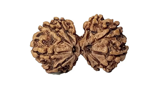 11 Mukhi Gauri Shankar Rudraksha