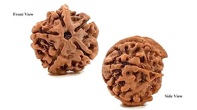 Ganesh Rudraksha