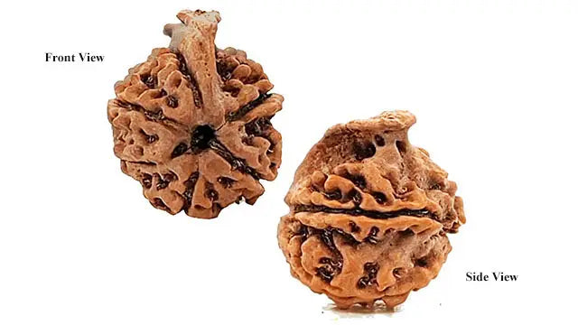 Ganesh Rudraksha