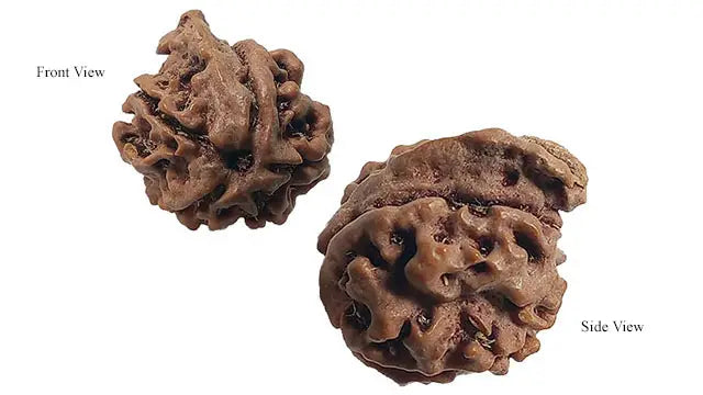 Ganesh Rudraksha