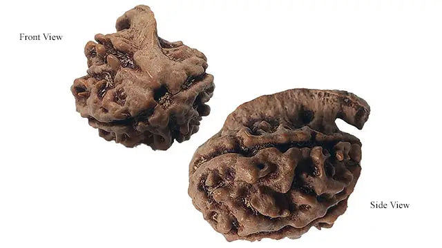 Ganesh Rudraksha