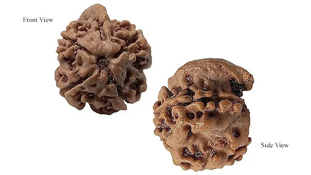 Ganesh Rudraksha