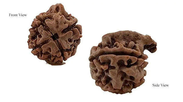 Ganesh Rudraksha